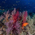 croisiere-plongee-dahab-1