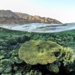 croisiere-plongee-dahab-3