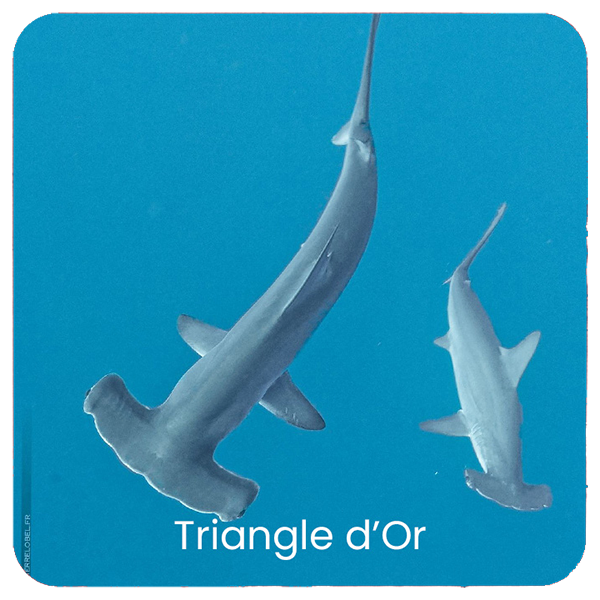 triangle dor